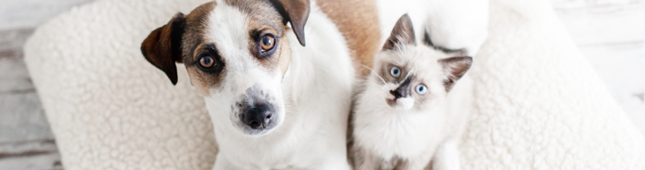 業界最大クラス 年間総額110万円の手厚い補償