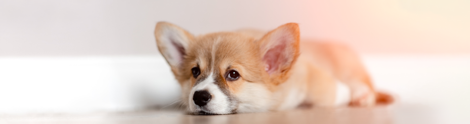 かかりやすい病気やケガもしっかり補償