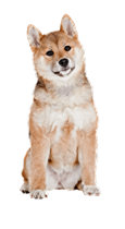 柴犬